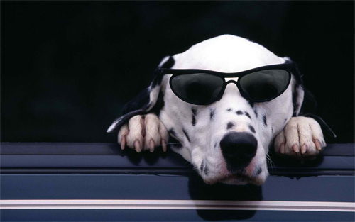 Cool Dog Wearing Glasses Wallpaper<br /> http://www.wallpaperhere.com/Animal/Dogs/Cool_Dog_wearing_glasses_83891