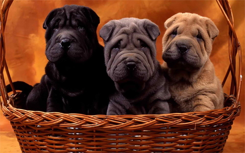 Cute Sharpei Dogs Wallpaper<br /> http://www.wallpaperhere.com/Animal/Dogs/Cute_sharpei_dogs_28067