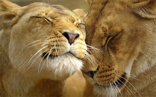 Lion Affection Wallpapers<br /> http://wallpaperstock.net/lion-affection-wallpapers_w28323.html
