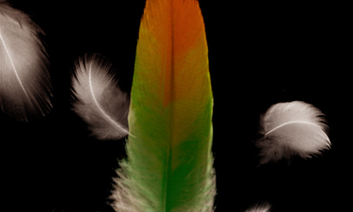 Feather Brushes<br /> http://mellostock.deviantart.com/art/Feather-Brushes-200395402