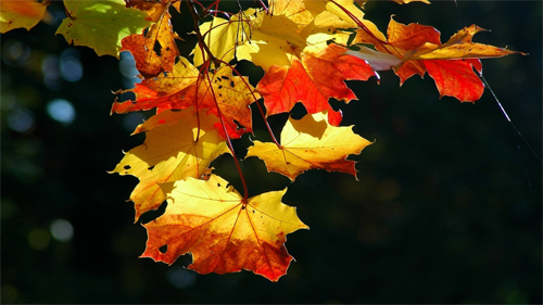 Autumn Leaves Wallpapers<br /> http://wallpaperstock.net/autumn-leaves-wallpapers_w25543.html