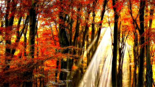 Autumn<br /> http://nature.desktopnexus.com/wallpaper/809754/