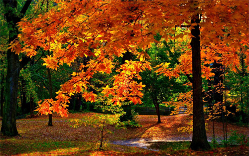 Autumn Colours<br /> http://www.wallpaperhere.com/Autumn_Colours_27909