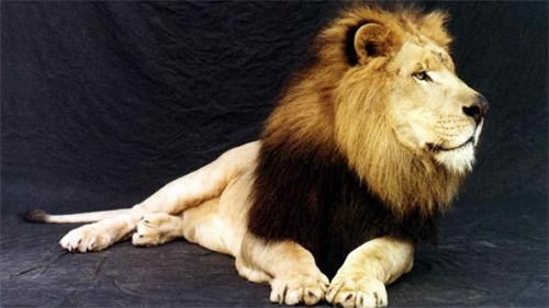 Lion<br /> http://animals.desktopnexus.com/wallpaper/422588/