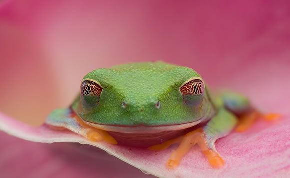 Christopher Schlaf<br /> http://1x.com/photo/50766/category/macro/latest-additions/red-eyed-tree-frog