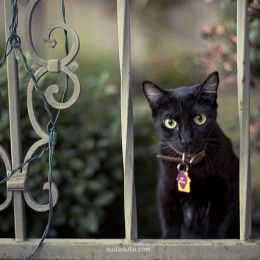 Rachel Bellinsky 街角的黑猫