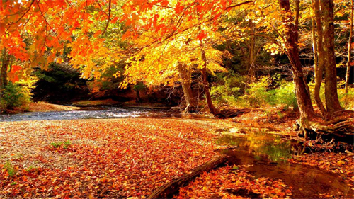 Autumn<br /> http://nature.desktopnexus.com/wallpaper/491930/