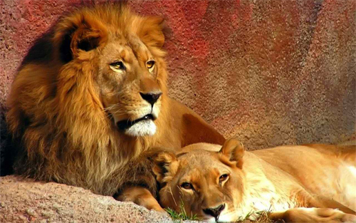 Lion Couple<br /> http://www.wallpaperhere.com/Lion_couple_71199