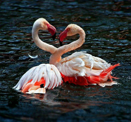 Flamingo Heart<br /><br /> http://evenliu.deviantart.com/art/flamingo-heart-295240830