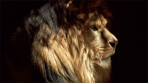 Pasha Lion<br /> http://animals.desktopnexus.com/wallpaper/483330/