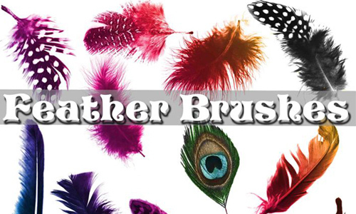 Feather Brushes<br /> http://www.brusheezy.com/brushes/35714-feather-brushes