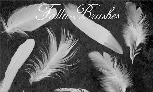 Feathers Brushes Set 1<br /> http://falln-stock.deviantart.com/art/Feathers-Brushes-Set-1-92728583