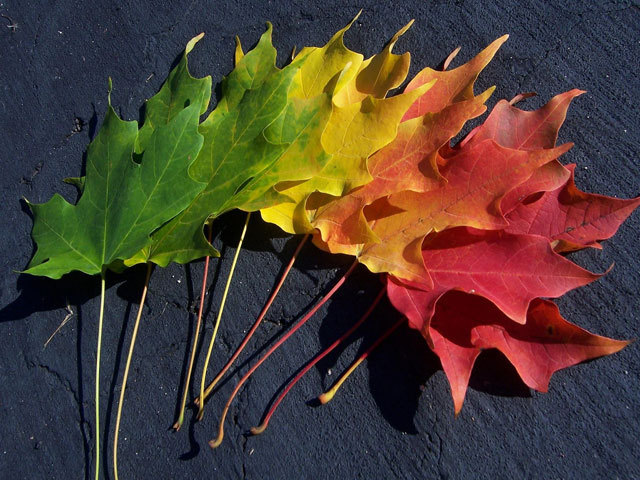 Spectrum of Autumn<br /> http://thetangyzip.deviantart.com/art/Spectrumn-of-Autumn-Wallpaper-25896734