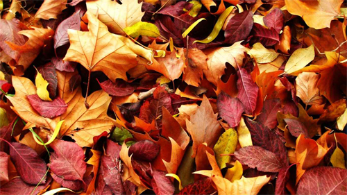 Autumn-Carpet<br /> http://nature.desktopnexus.com/wallpaper/813727/
