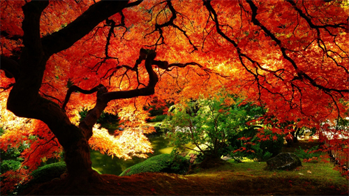Maple in Autumn Wallpapers<br /> http://wallpaperstock.net/maple-in-autumn-wallpapers_w25571.html