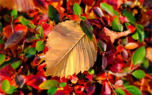 Autumn Leaf<br /> http://www.wallpaperhere.com/autumn_leaf_17548