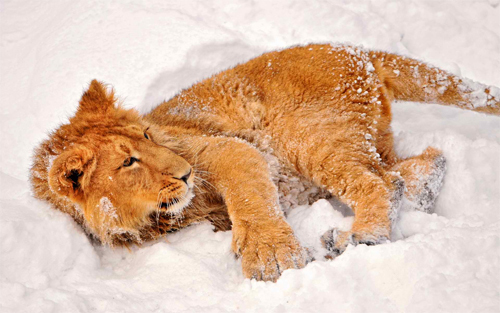 Lion in Snow<br /> http://www.wallpaperhere.com/Lion_in_Snow_94411