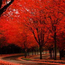 秋季枫叶红 桌面壁纸下载