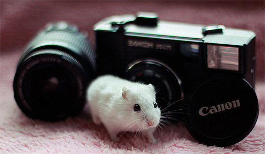 可爱的仓鼠摄影集