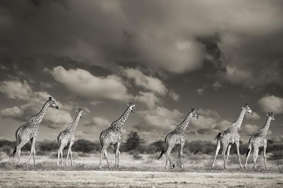 主题摄影 温馨长颈鹿