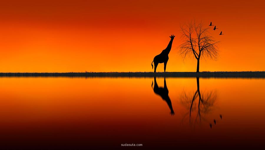 主题摄影 温馨长颈鹿
