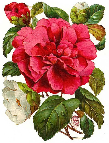 图片素材 复古蔷薇花朵