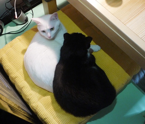 黑猫警长和白猫警探