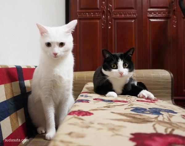 黑猫警长和白猫警探