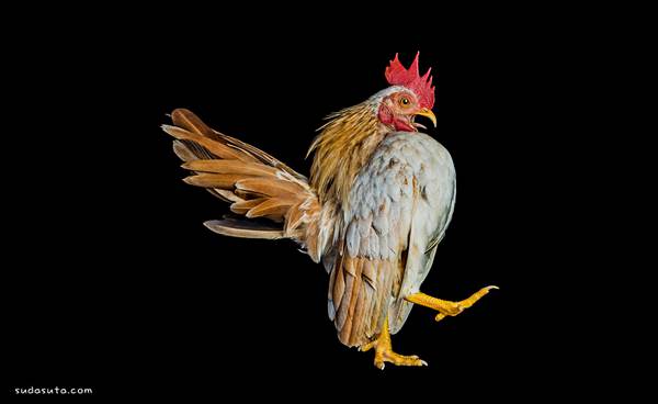 Ernest Goh 公鸡摄影欣赏