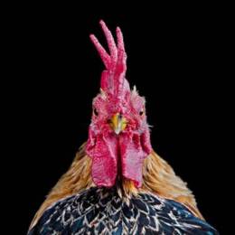 Ernest Goh 公鸡摄影欣赏