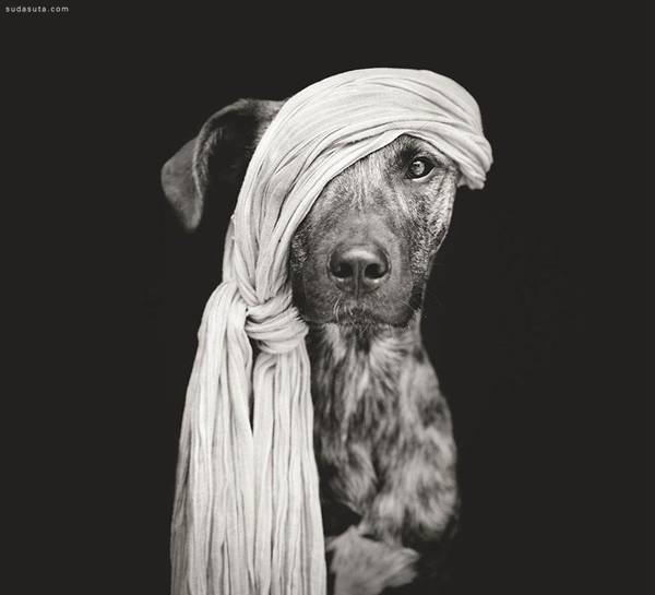 Elke Vogelsang 狗狗肖像摄影欣赏