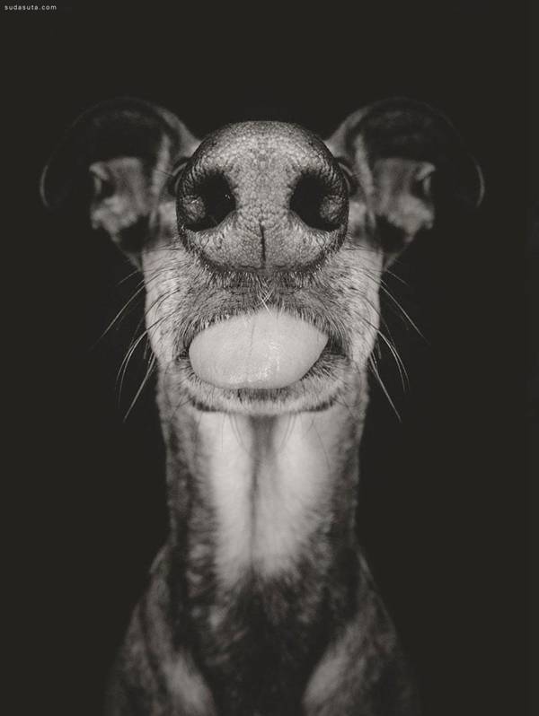 Elke Vogelsang 狗狗肖像摄影欣赏