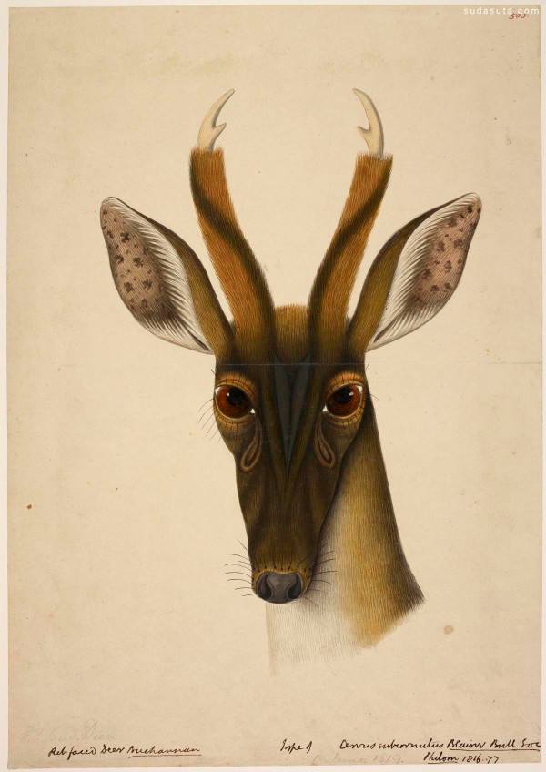 大英图书馆珍稀野生动物插图