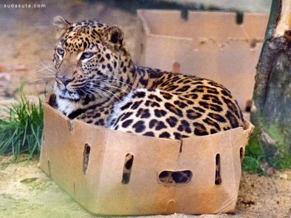 宠物摄影 各种动物的盒子情节