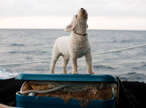 Corey Arnold 摄影欣赏《冒险在海上》