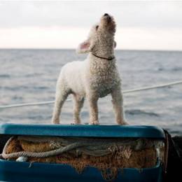 Corey Arnold 摄影欣赏《冒险在海上》