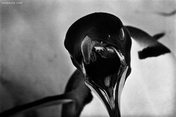 Tomasz Gudzowaty 黑白运动摄影欣赏