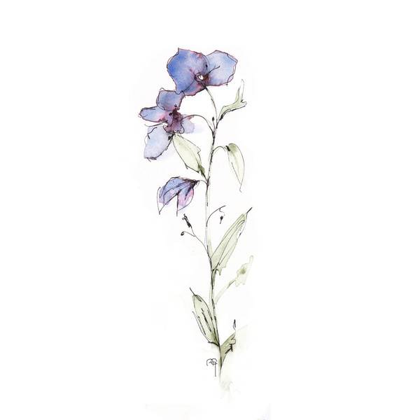 Annemiek Groenhout 唯美自然的清新花朵插画