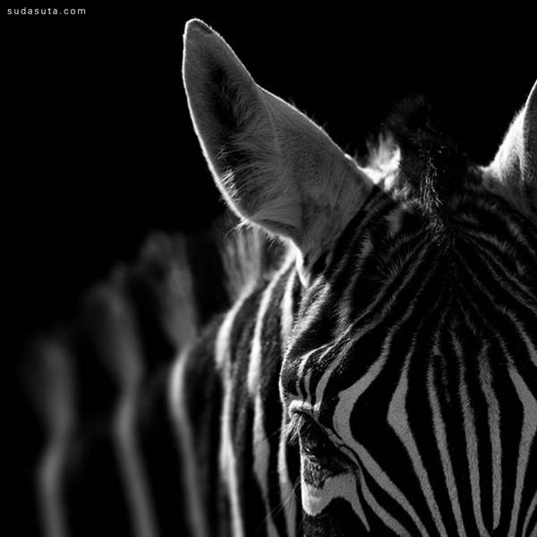 Lukas Holas 黑白动物肖像摄影欣赏