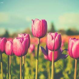 Ryan Mahoney 唯美的花朵 自然摄影欣赏