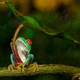 雨季和红眼睛树蛙 Kutub Uddin自然摄影欣赏