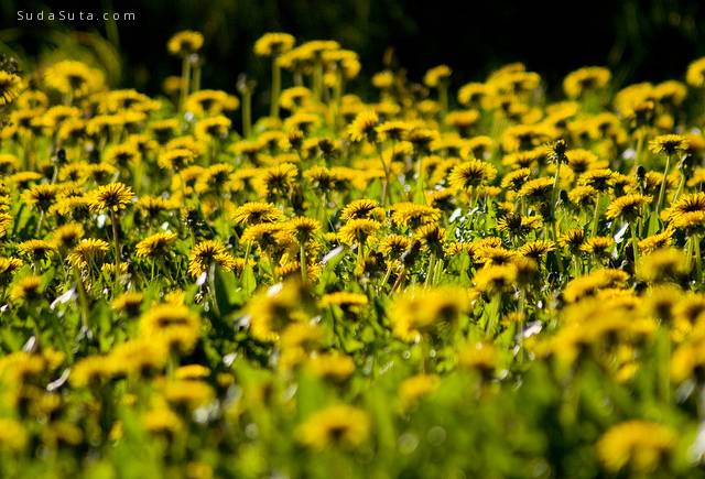 Spring Yellow by Dominic Alves