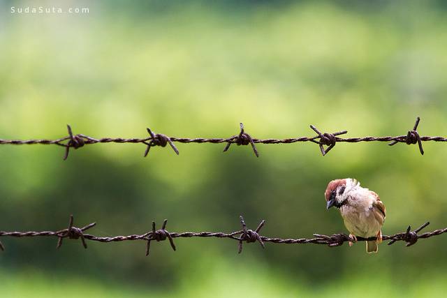 鐵絲網麻雀 Sparrow on barbed wire / 自然 Nature