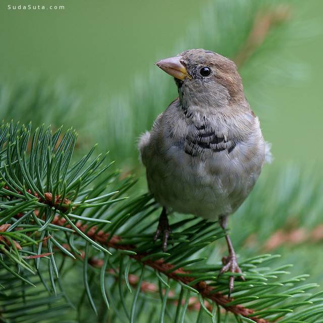 The beauty of a sparrow...