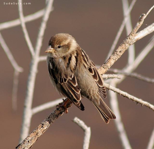 In search of the Maltese Falcon #3 - Female Spanish Sparrow, Ghadira Nature Reserve, Malta