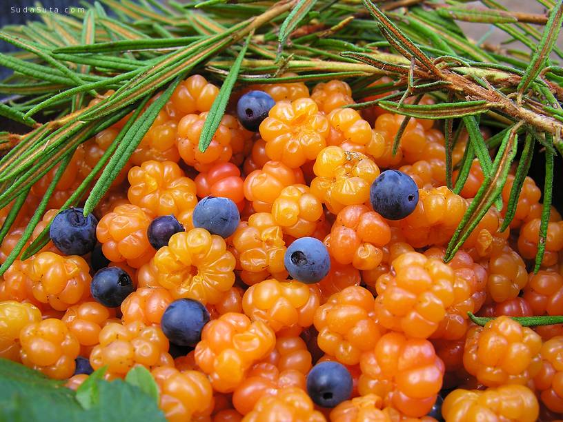 Cloudberries with blueberries by possum