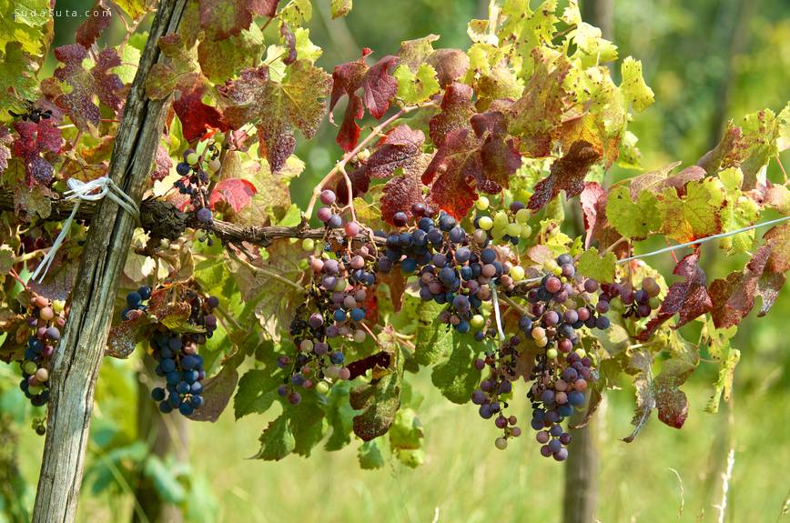 Grape clusters in summer