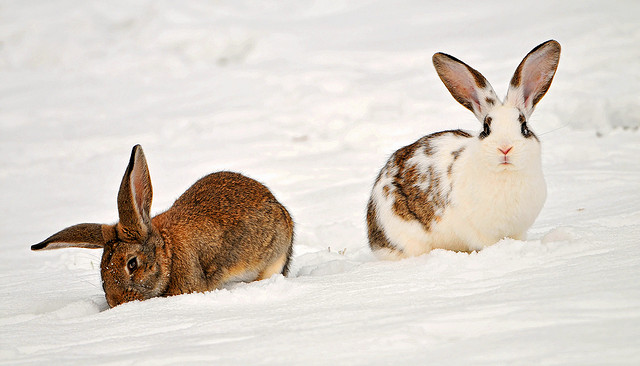 Minimal Winter Rabbits