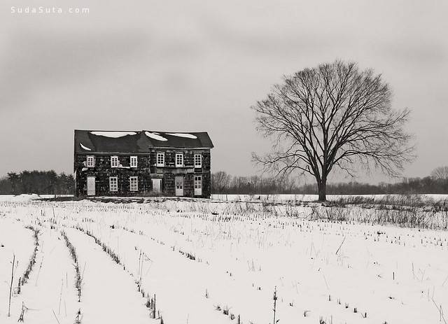 Minimal Winter House and Tree