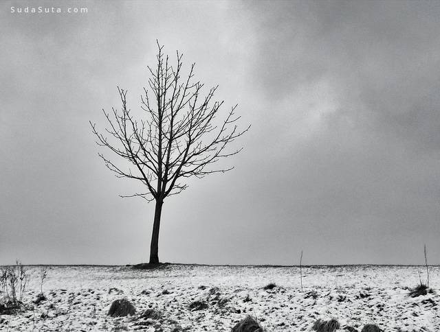 Minimal Winter Tree